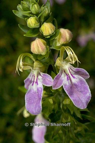 teucrium bicolor graphic